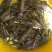 澳洲淡水龙虾小龙虾蓝龙虾大龙虾自家养殖规格齐全
