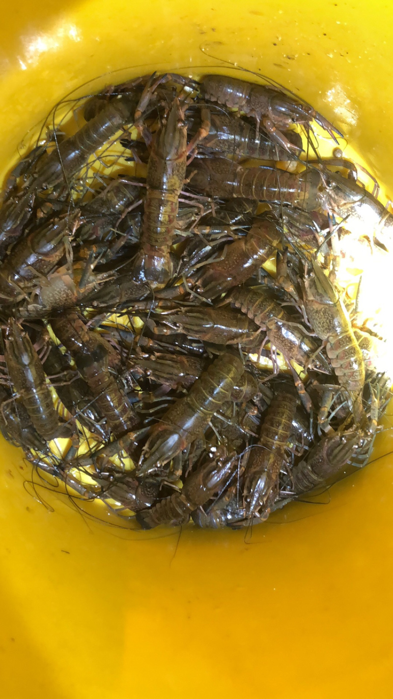 澳洲淡水龙虾小龙虾蓝龙虾大龙虾自家养殖规格齐全