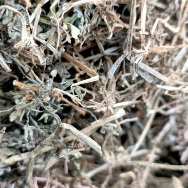 中药材猪秧秧猪殃殃新货野生八仙草锯子草2斤包邮