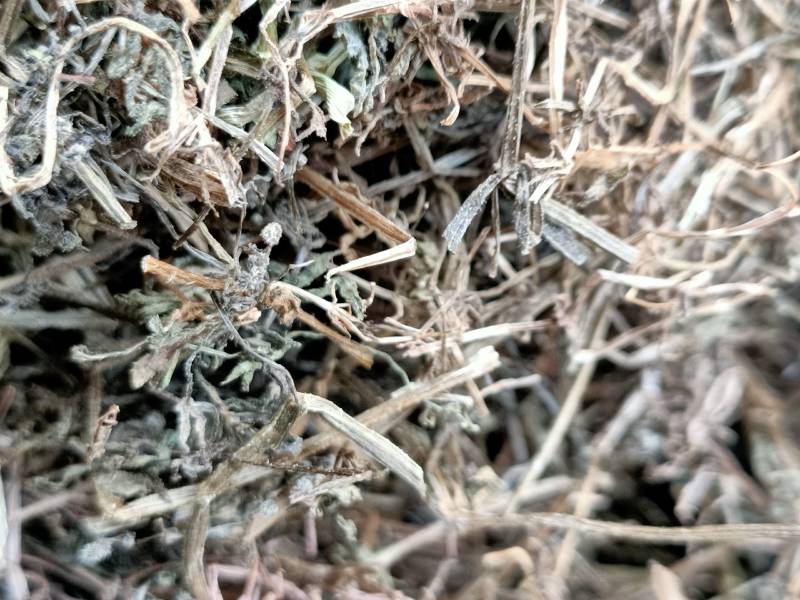 中药材猪秧秧猪殃殃新货野生八仙草锯子草2斤包邮
