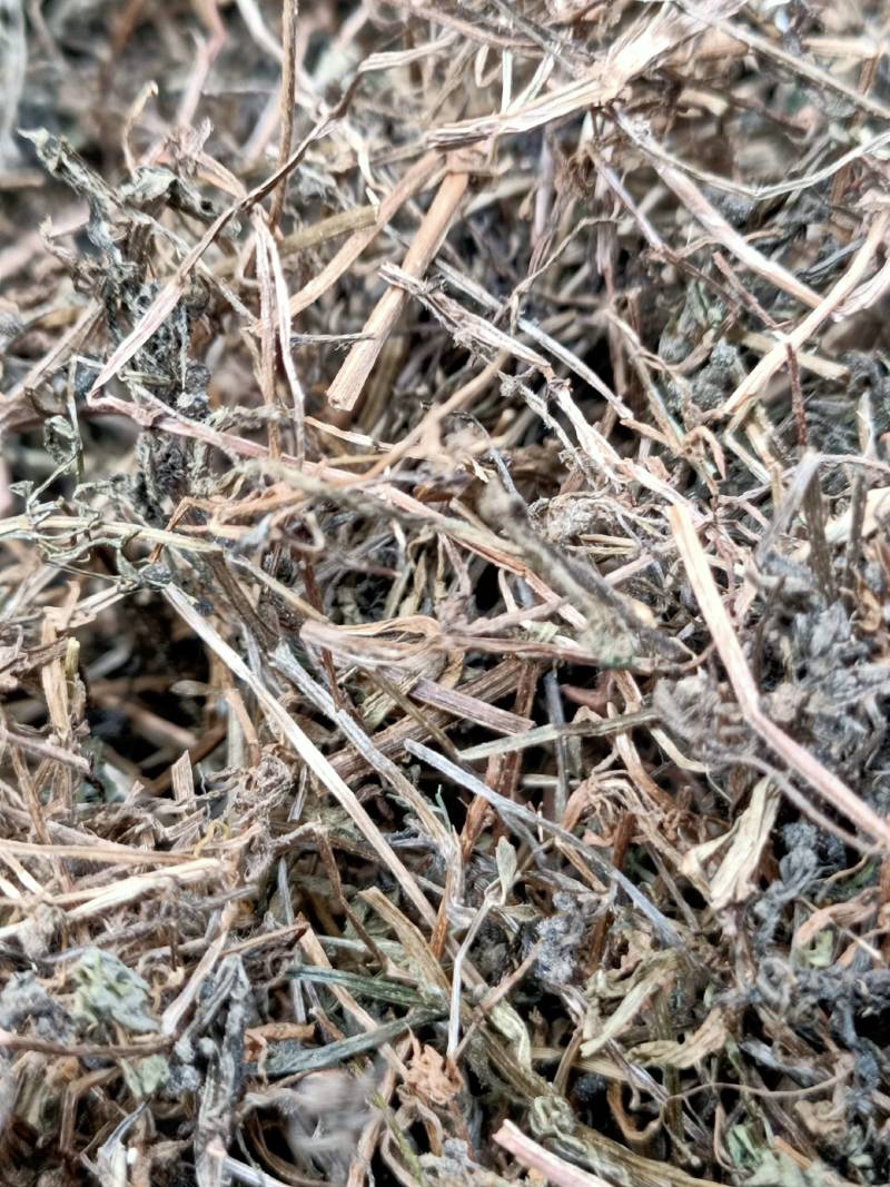 中药材猪秧秧猪殃殃新货野生八仙草锯子草2斤包邮