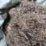 中药材猪秧秧猪殃殃新货野生八仙草锯子草2斤包邮