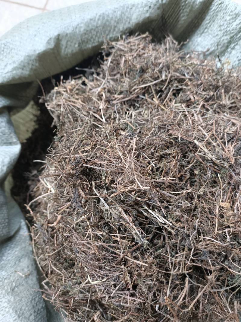中药材猪秧秧猪殃殃新货野生八仙草锯子草2斤包邮