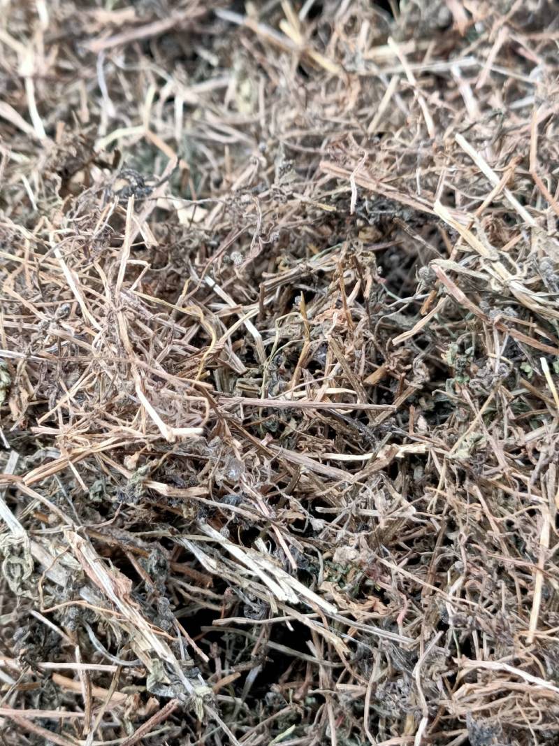 中药材猪秧秧猪殃殃新货野生八仙草锯子草2斤包邮