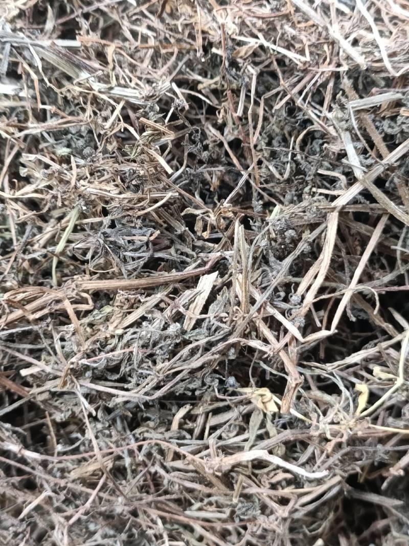 中药材猪秧秧猪殃殃新货野生八仙草锯子草2斤包邮