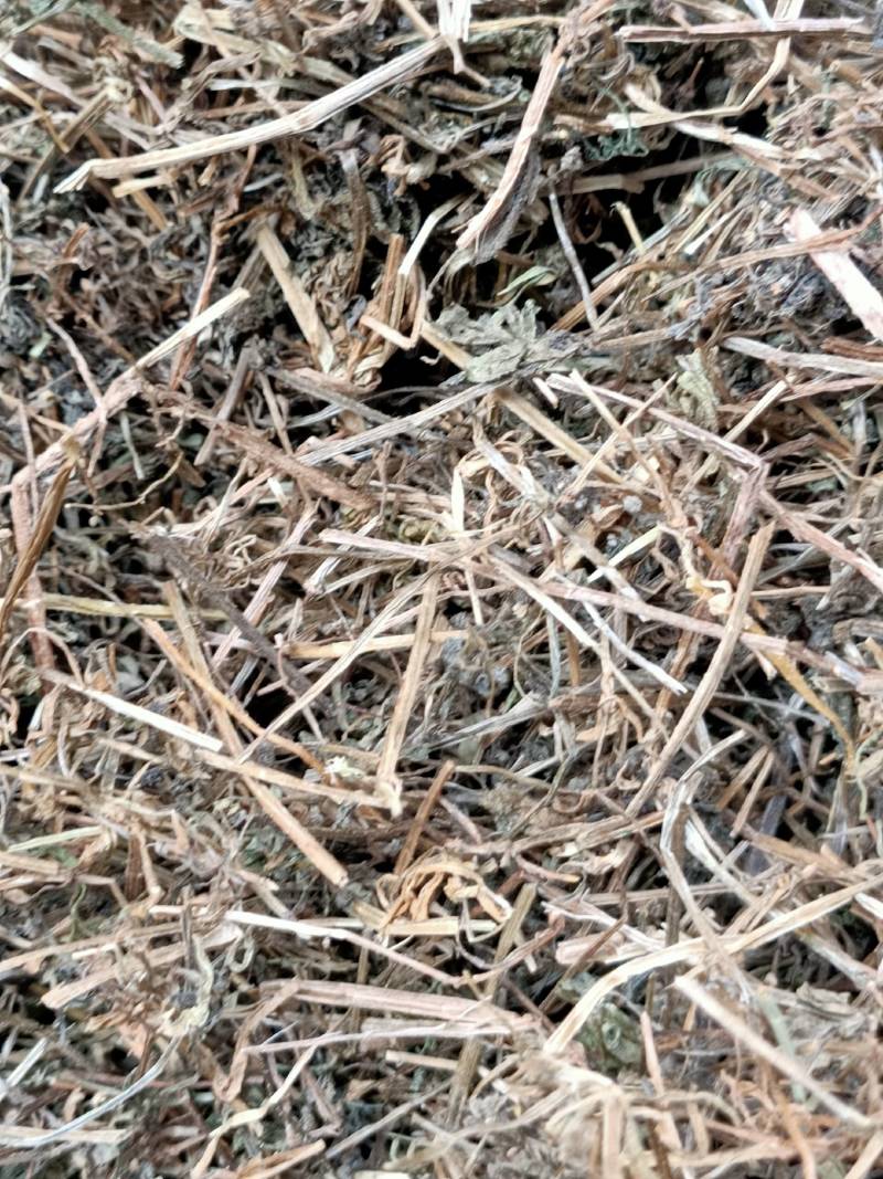 中药材猪秧秧猪殃殃新货野生八仙草锯子草2斤包邮