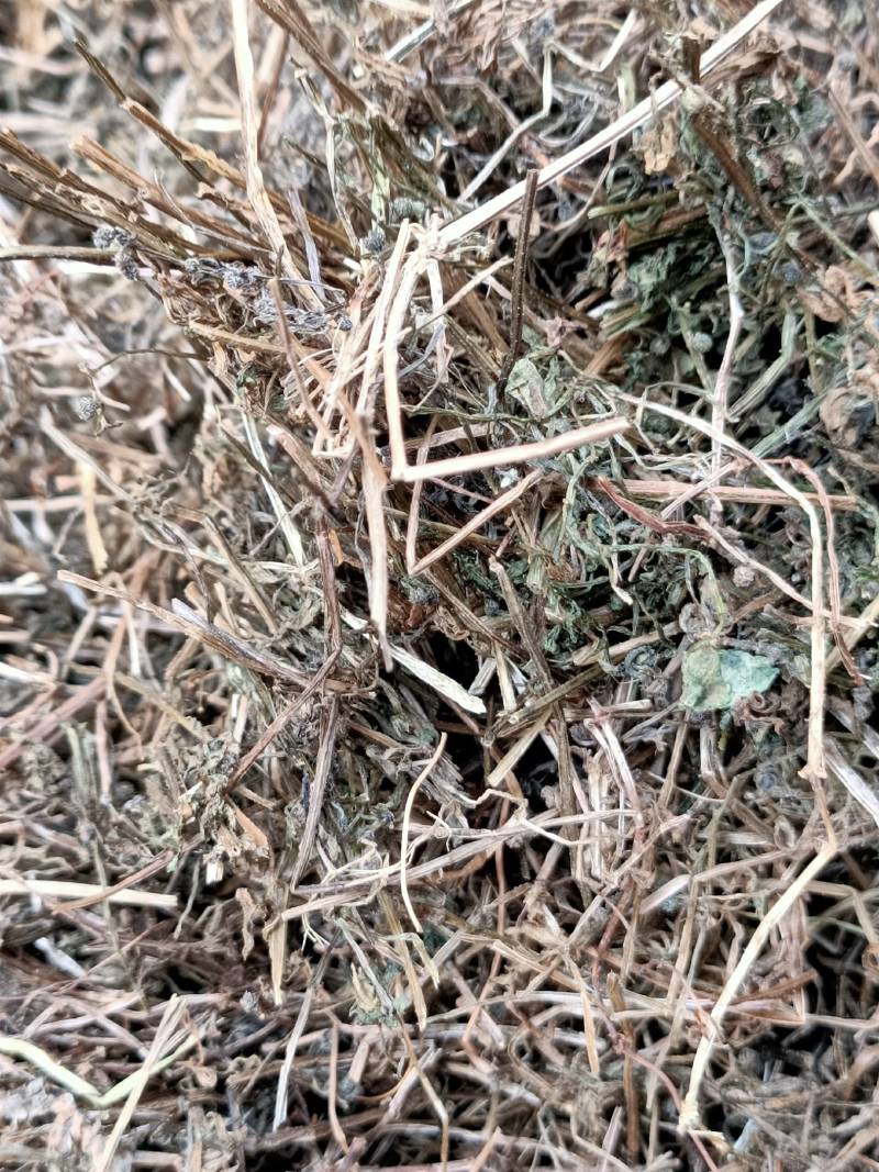 中药材猪秧秧猪殃殃新货野生八仙草锯子草2斤包邮