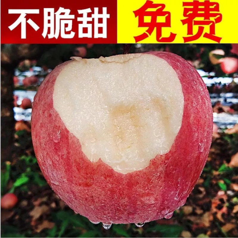 【热卖中】红富士苹果口感脆甜【无残次果】质优价廉产地直销