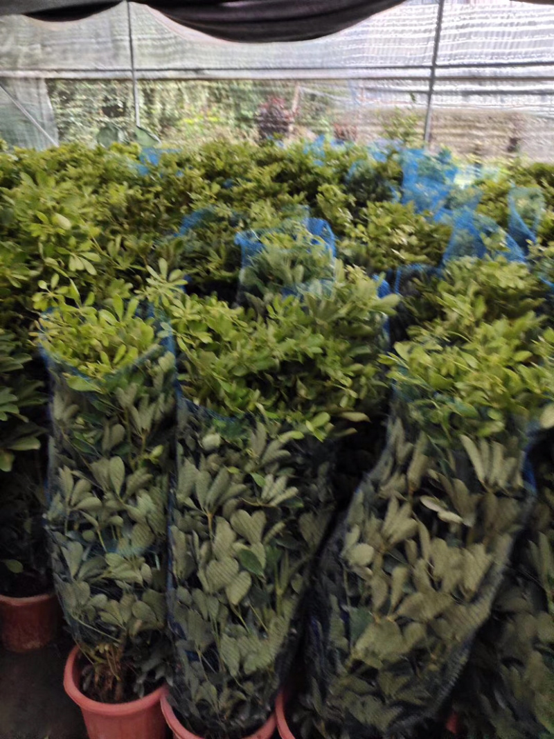 鸭脚木盆栽植物办公室内花卉四季常青八方来财七叶莲招财树盆