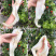 10头厚肉阴阳鳘鱼胶花胶北海鳘胶条月子花胶