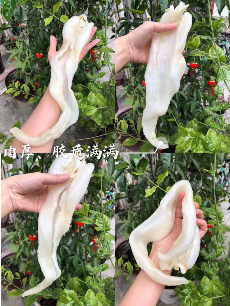 10头厚肉阴阳鳘鱼胶花胶北海鳘胶条月子花胶