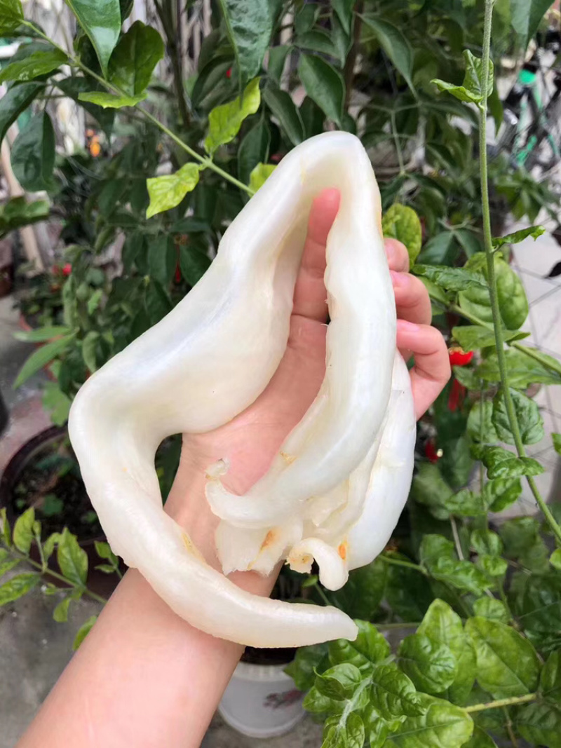 10头厚肉阴阳鳘鱼胶花胶北海鳘胶条月子花胶