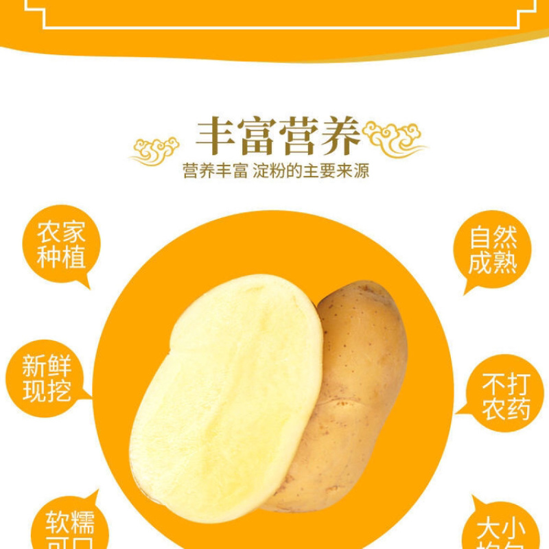 【热卖】荷兰十五土豆无青头黑心【黄皮黄心支持全国发货】