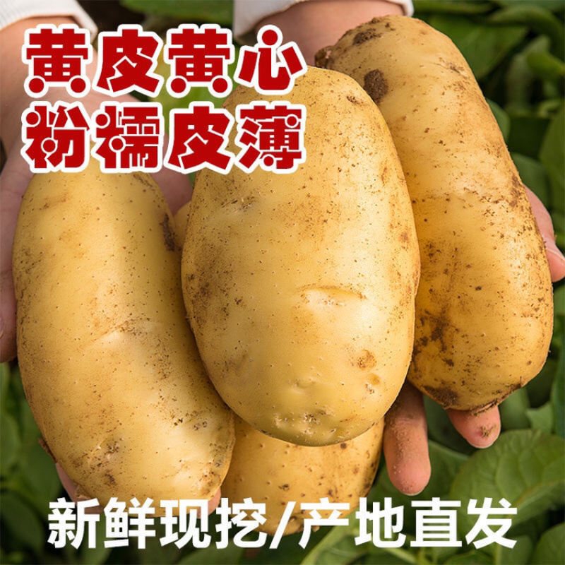 【热卖】荷兰十五土豆无青头黑心【黄皮黄心支持全国发货】