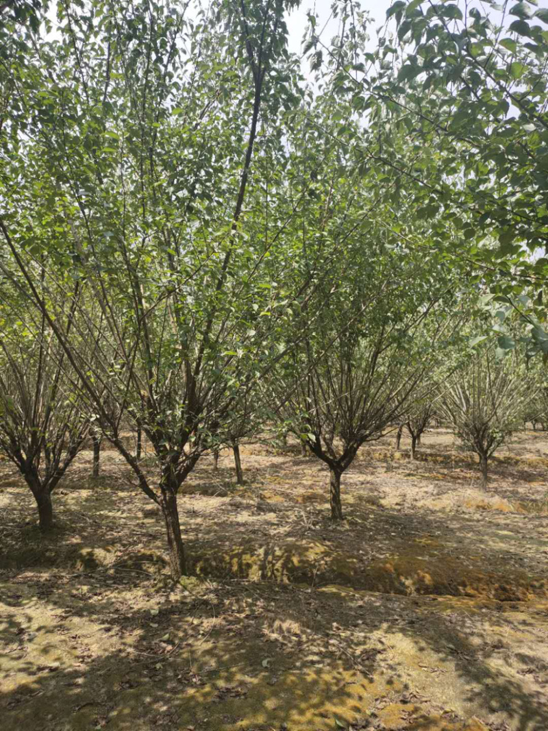 红梅，原生红梅，骨里红红梅，红梅树苗，10公分红梅