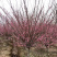 红梅，原生红梅，骨里红红梅，红梅树苗，10公分红梅
