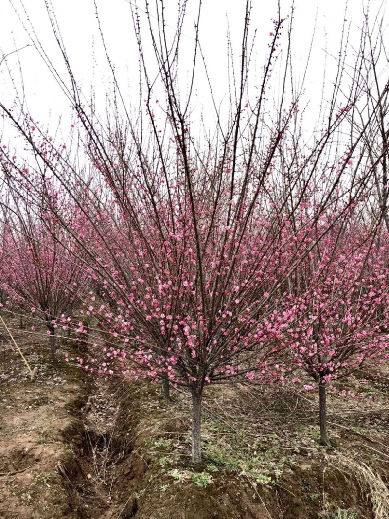 红梅，原生红梅，骨里红红梅，红梅树苗，10公分红梅