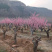 红梅，原生红梅，骨里红红梅，红梅树苗，10公分红梅
