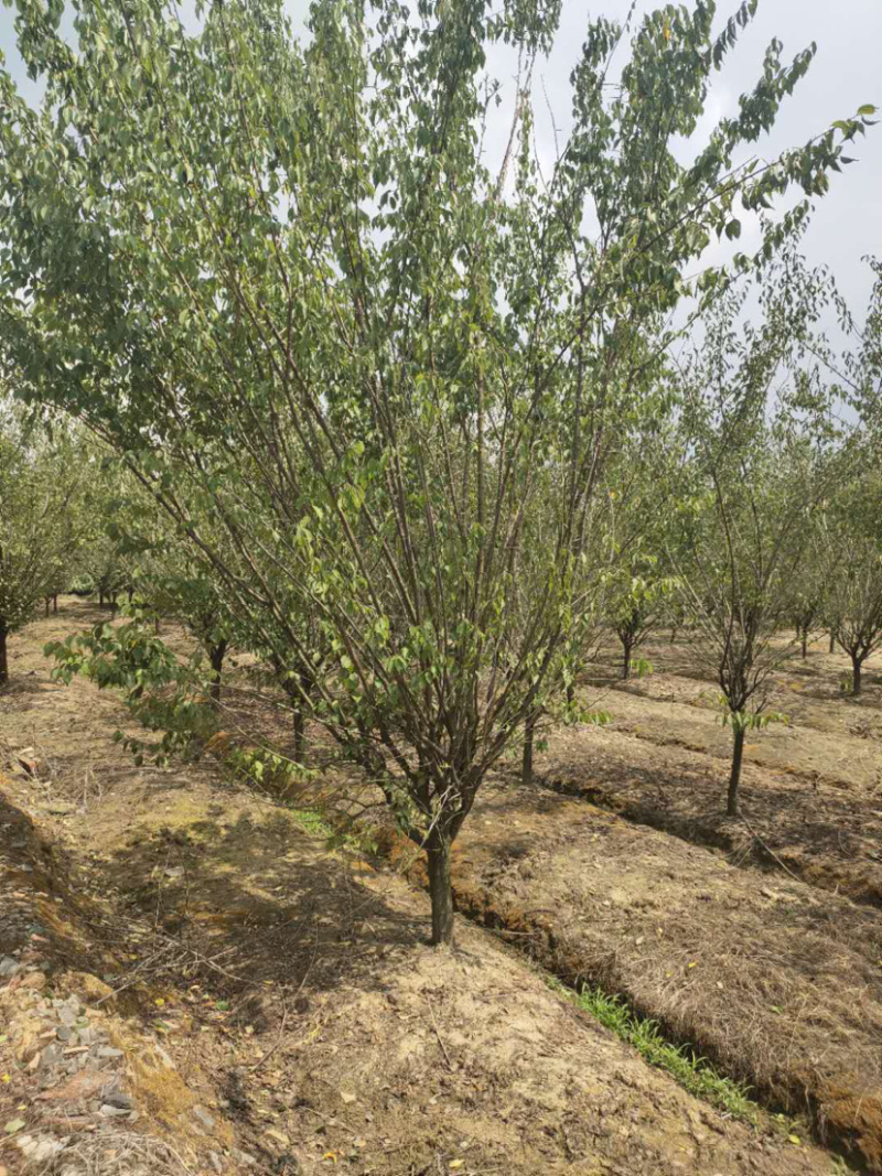 红梅，原生红梅，骨里红红梅，红梅树苗，10公分红梅