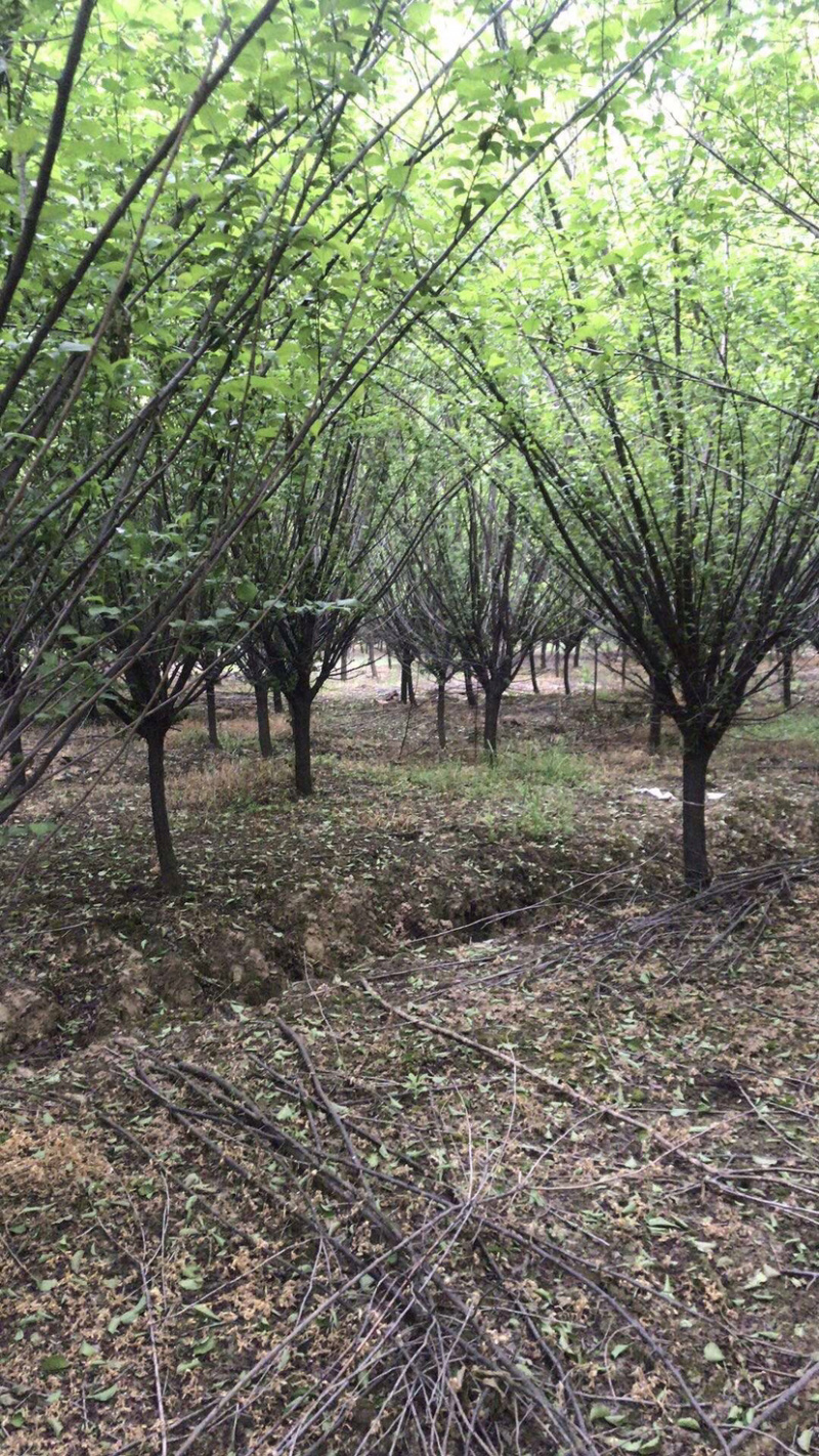红梅，原生红梅，骨里红红梅，红梅树苗，10公分红梅