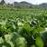 红菜苔禾黔农业发展有限公司出品