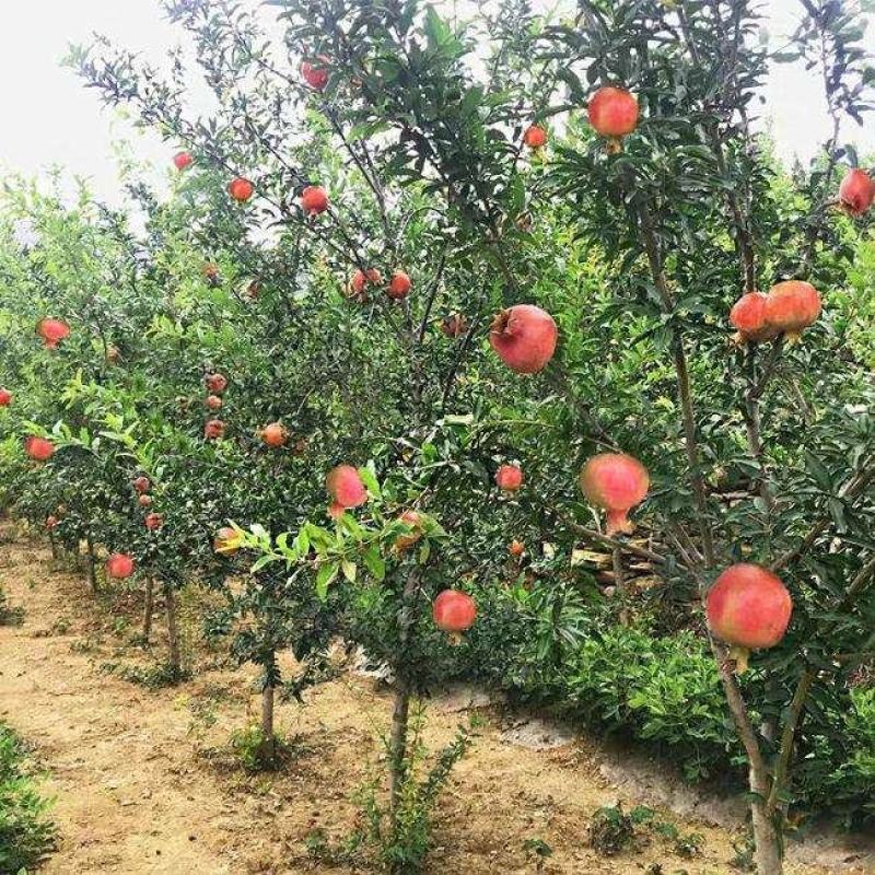 突尼斯软籽石榴树苗山东种苗软籽甜石榴树苗