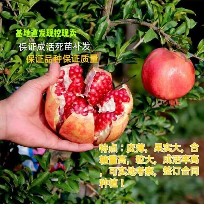突尼斯软籽石榴树苗山东种苗软籽甜石榴树苗