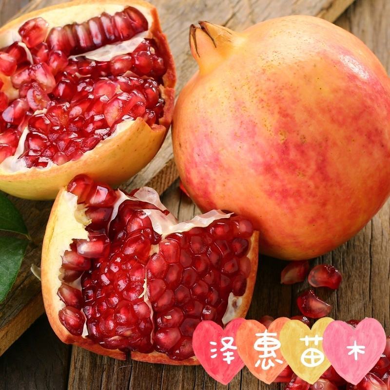 突尼斯软籽石榴树苗山东种苗软籽甜石榴树苗