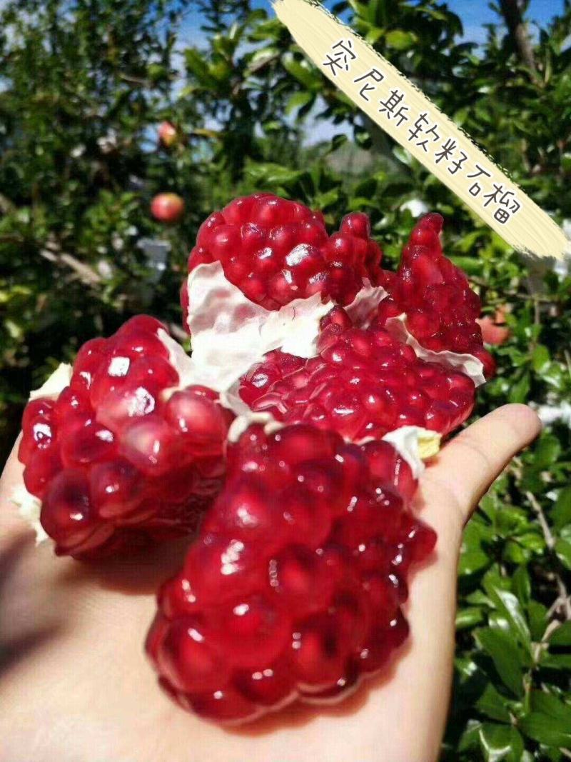 突尼斯软籽石榴树苗山东种苗软籽甜石榴树苗
