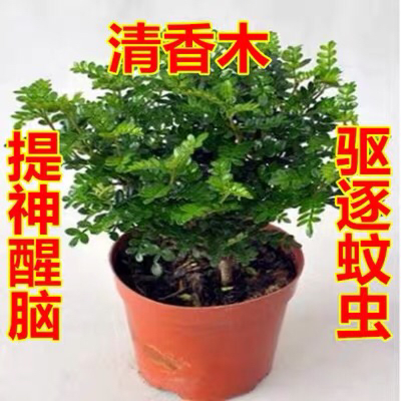 清香木盆栽植物办公室吸甲醛净化空气四季常青植物