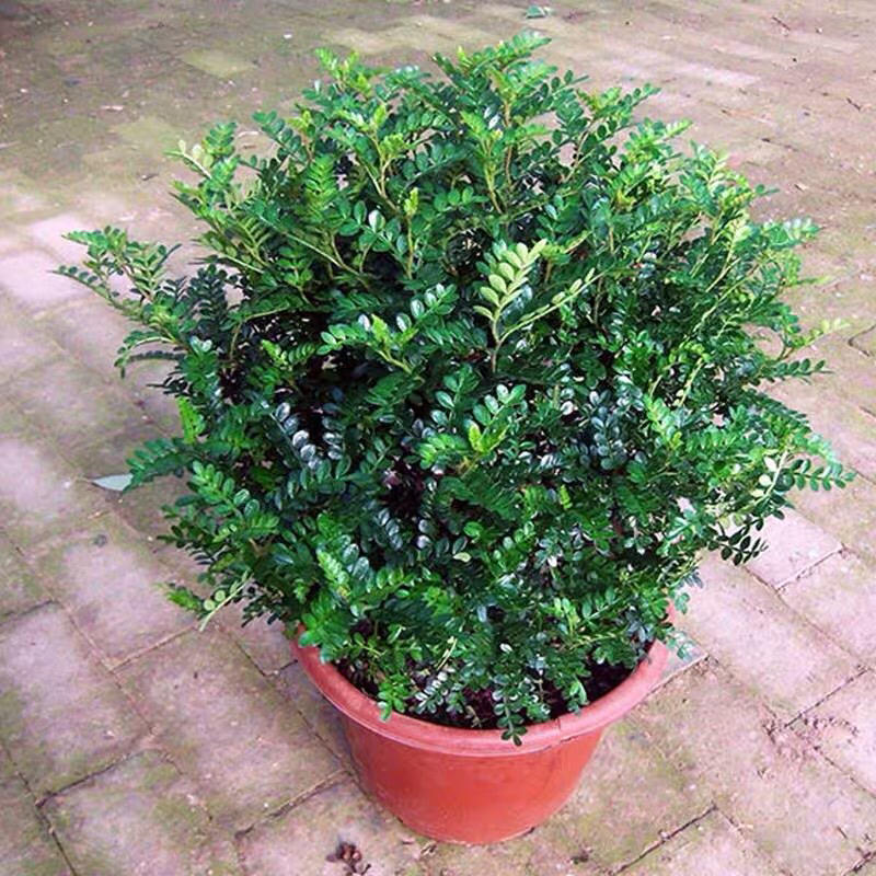 清香木盆栽植物办公室吸甲醛净化空气四季常青植物