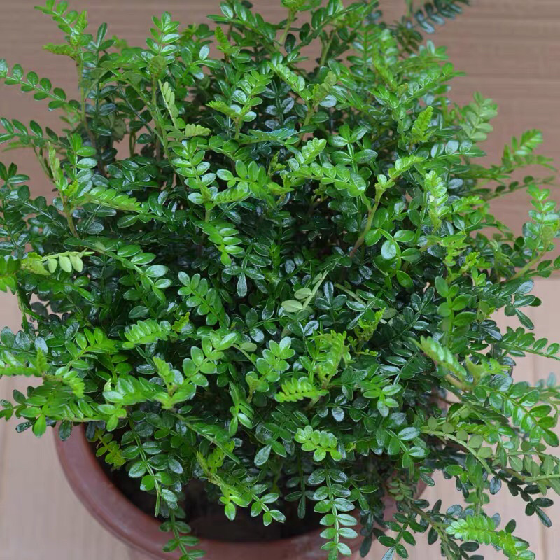 清香木盆栽植物办公室吸甲醛净化空气四季常青植物