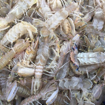 北部湾深海，鲜皮皮虾