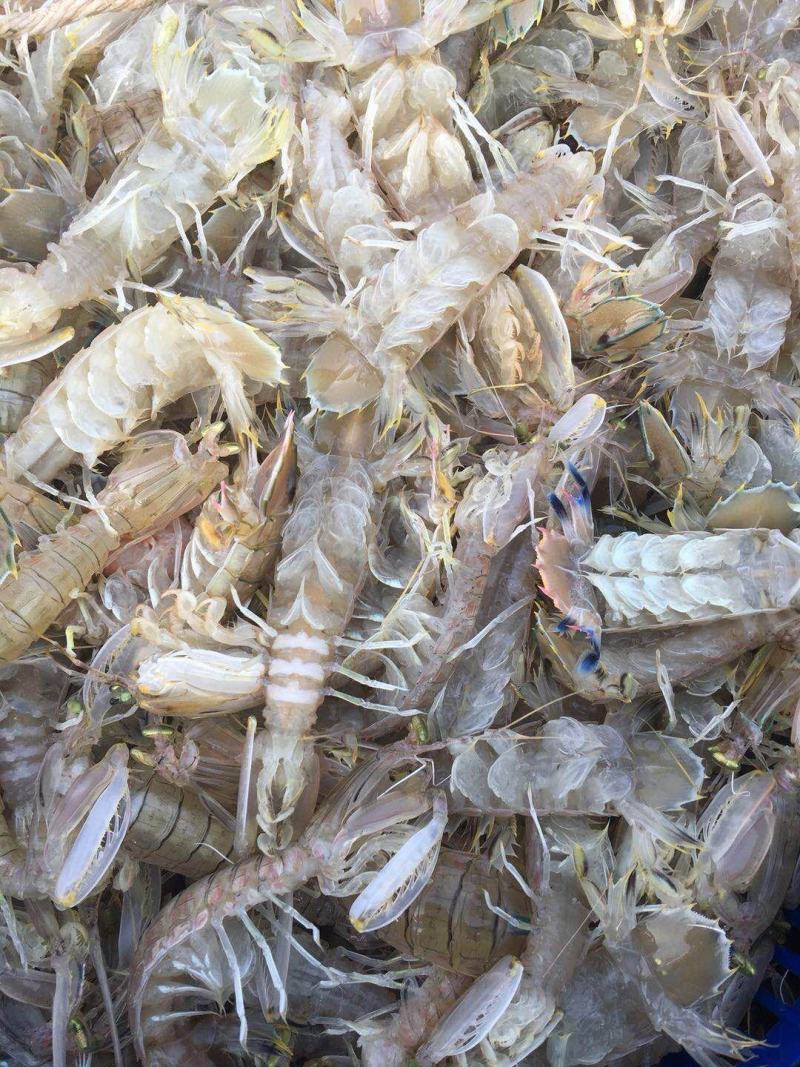 北部湾深海，鲜皮皮虾