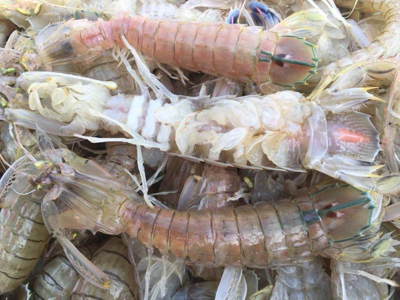 北部湾深海，鲜皮皮虾