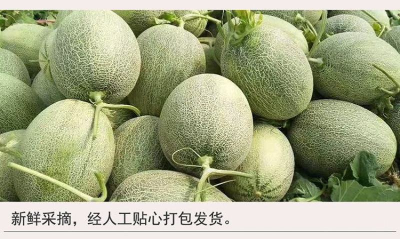 海南哈密瓜小蜜25号，电商、商超，市场基地供应，优质代办