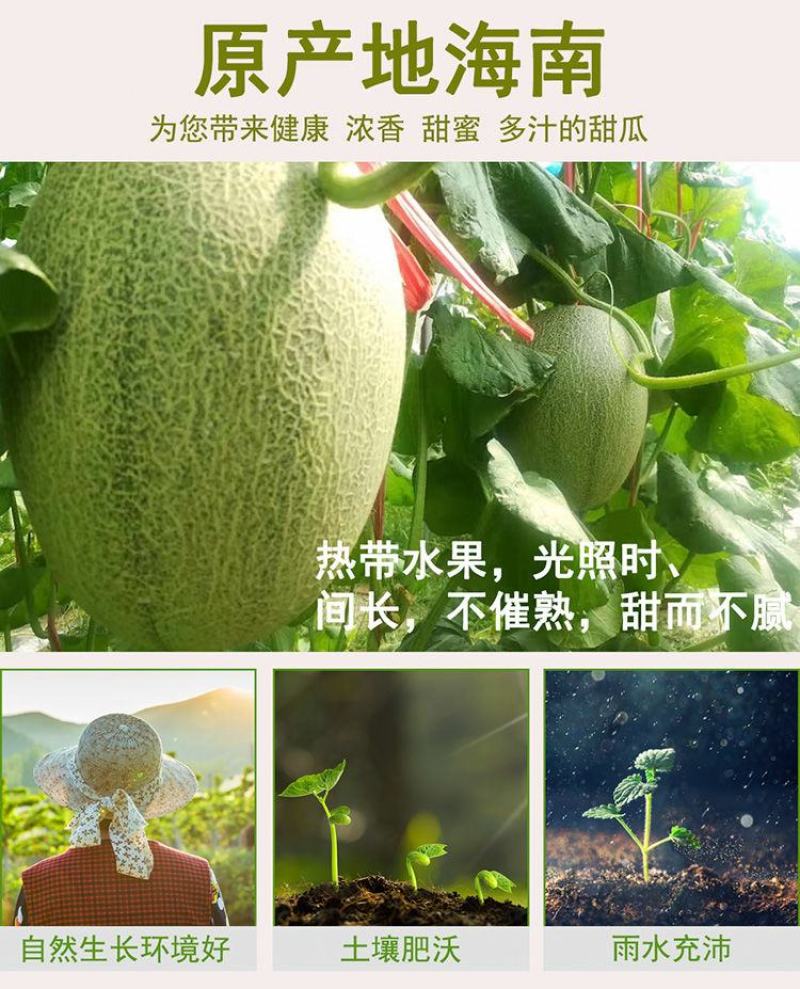 海南哈密瓜小蜜25号，电商、商超，市场基地供应，优质代办