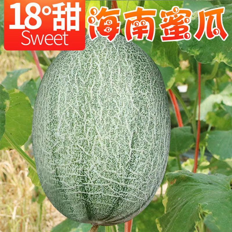 海南哈密瓜小蜜25号，电商、商超，市场基地供应，优质代办