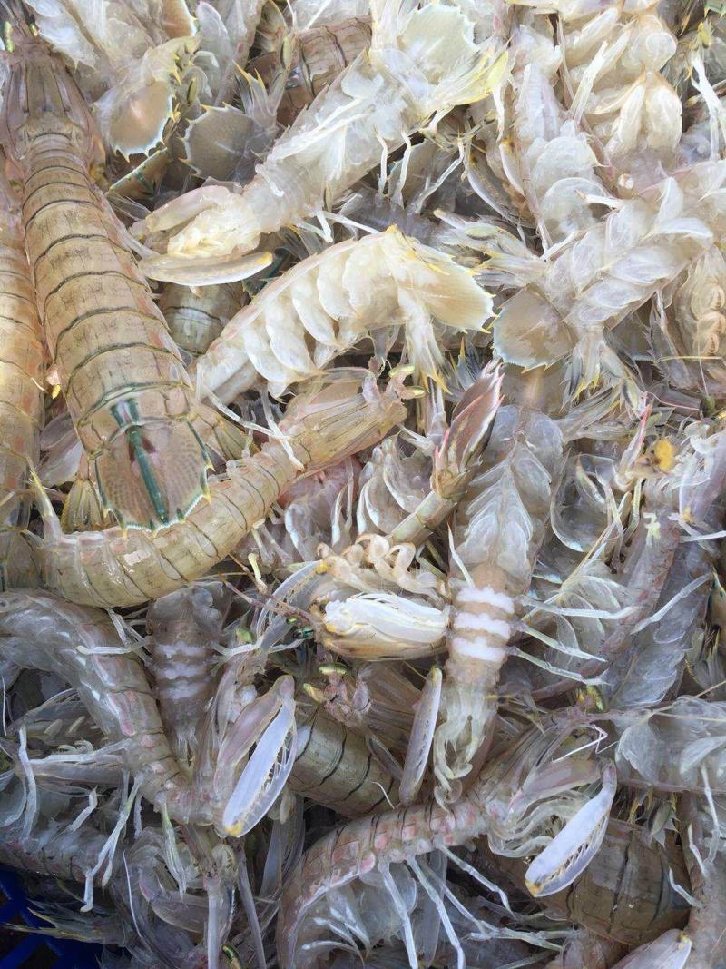 北部湾深海，鲜皮皮虾