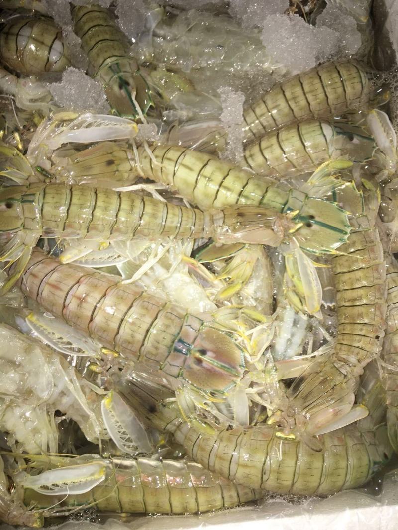 北部湾深海，鲜皮皮虾