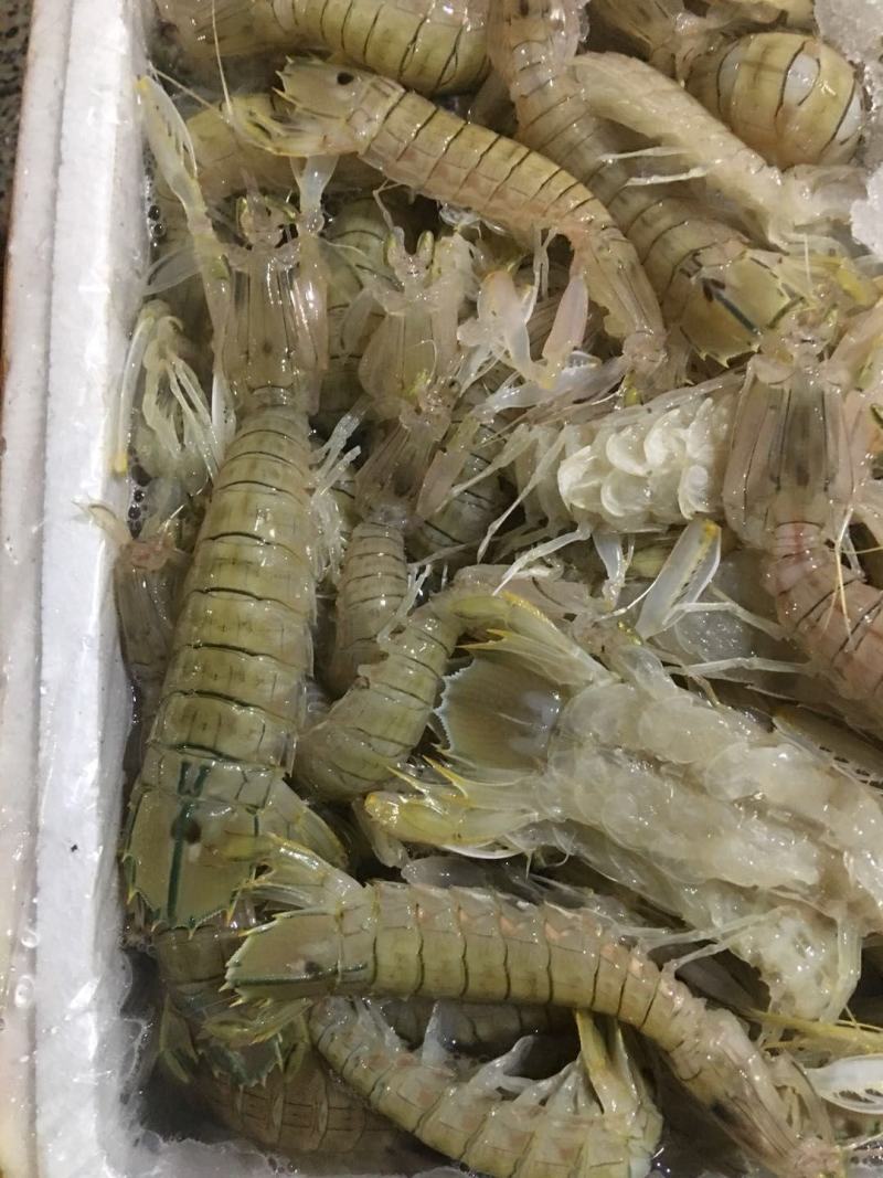 北部湾深海，鲜皮皮虾