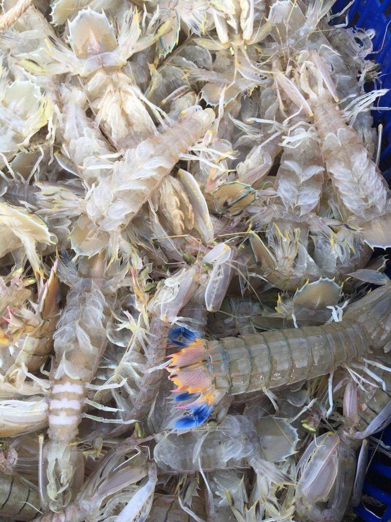 北部湾深海，鲜皮皮虾