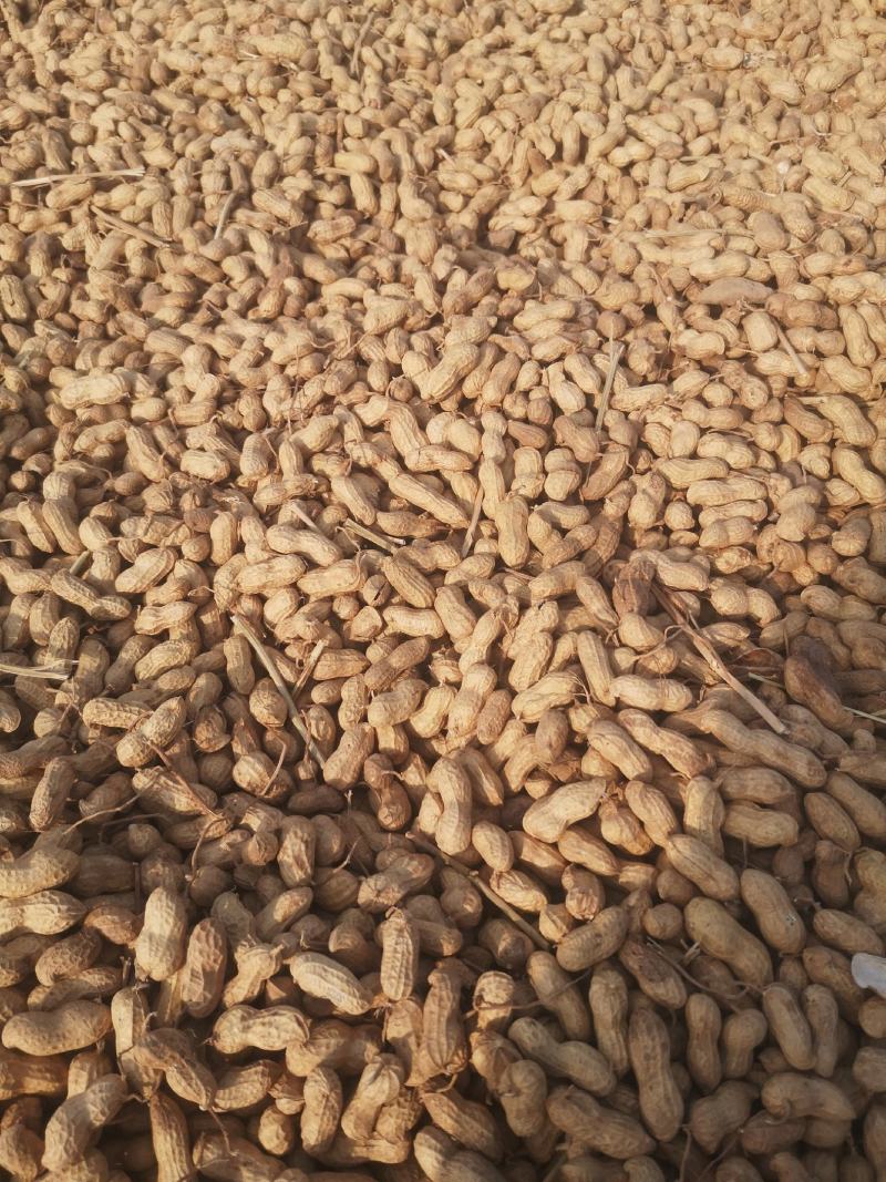 开封纯沙地带壳花生干花生，油料花生大量上市