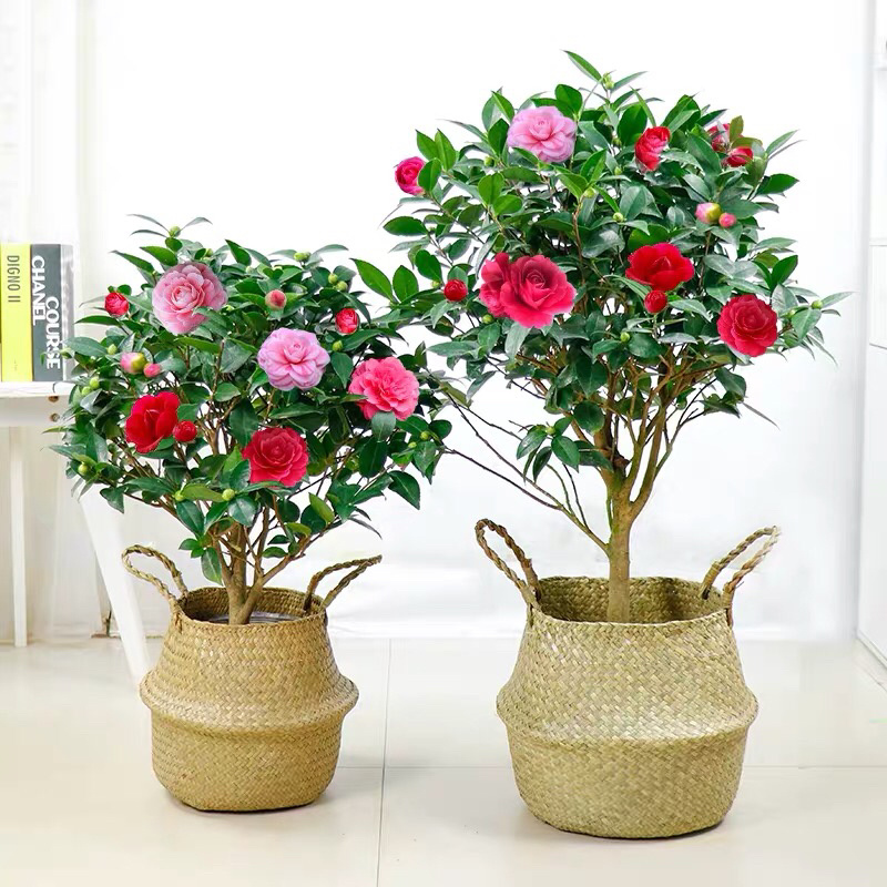 茶花苗四季茶花树苗五色赤单茶花赤单茶花苗