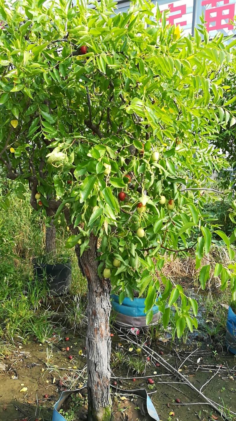 山东沾化冬枣树苗保品种保质量口感脆甜可视频看货选货