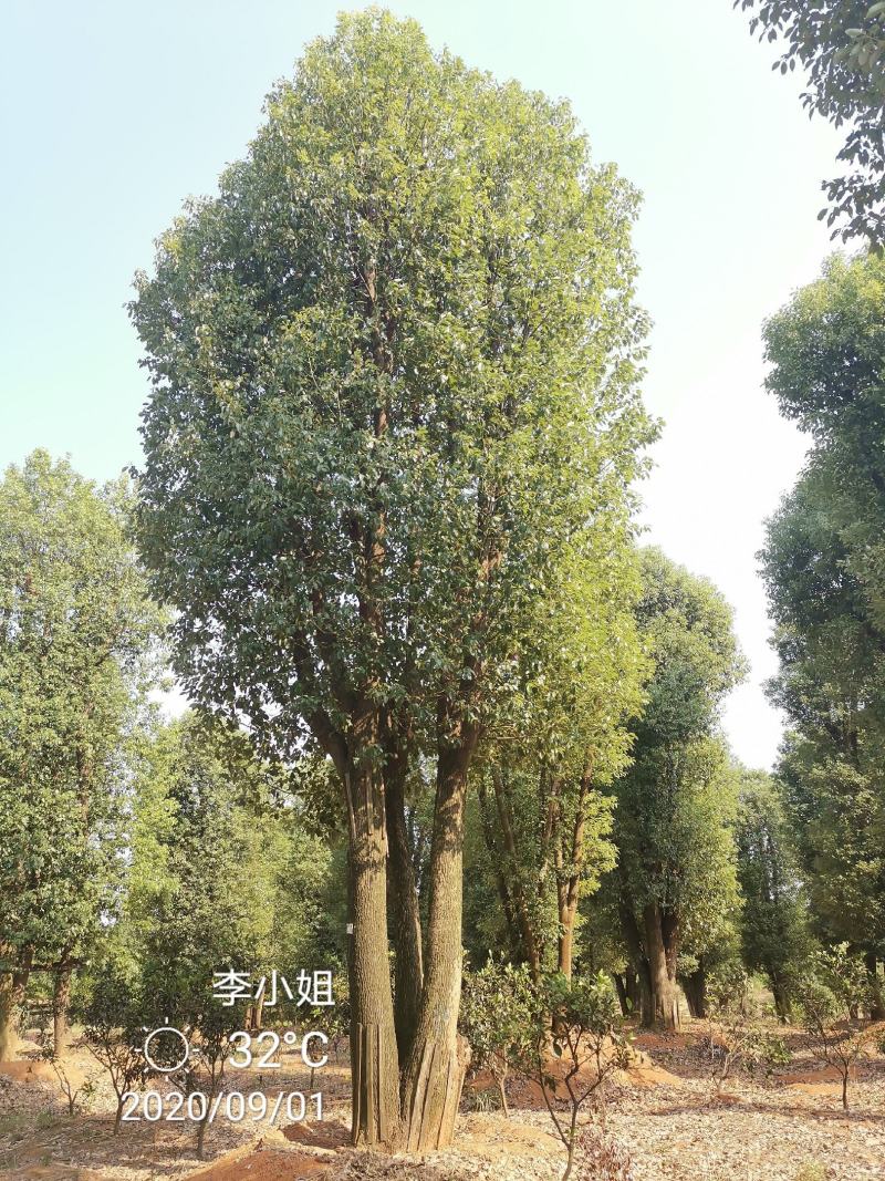 无患子苗圃直供树形优美湖南益阳绿青苗木