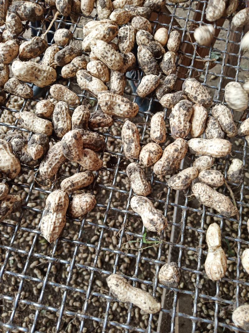 大白沙大量上市需要的速度联系我