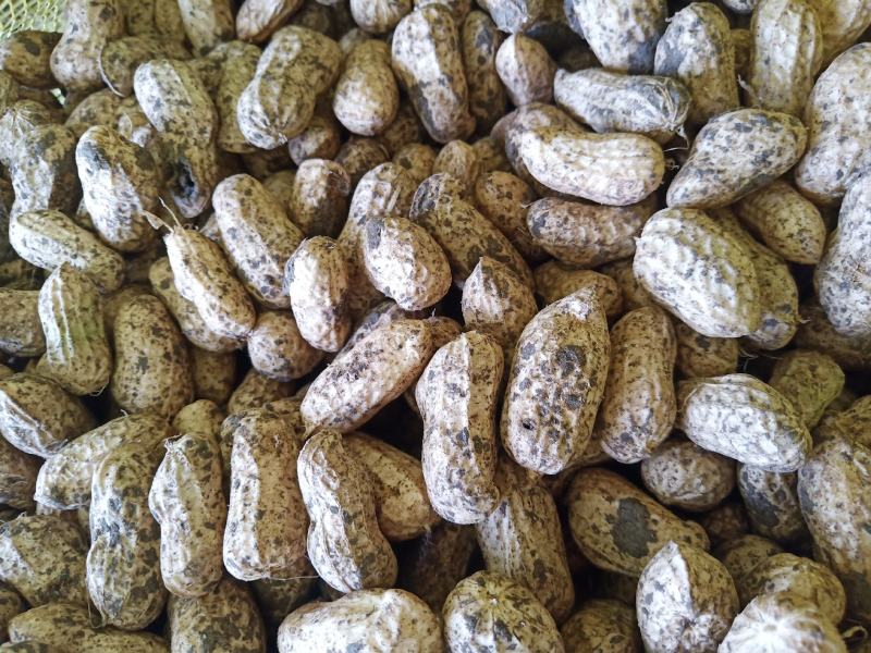 大白沙大量上市需要的速度联系我