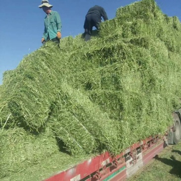 苜蓿草紫花苜蓿草批发加拿大进口种子培育苜蓿草蛋白高