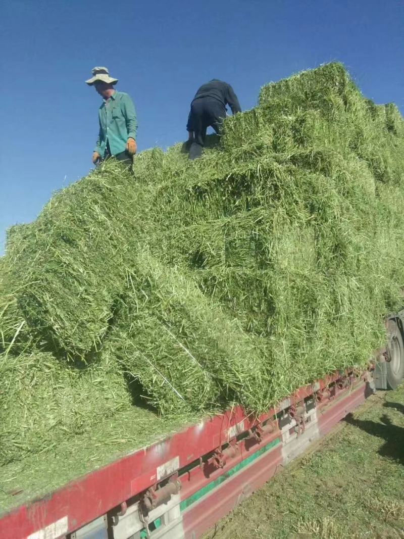 苜蓿草紫花苜蓿草批发加拿大进口种子培育苜蓿草蛋白高